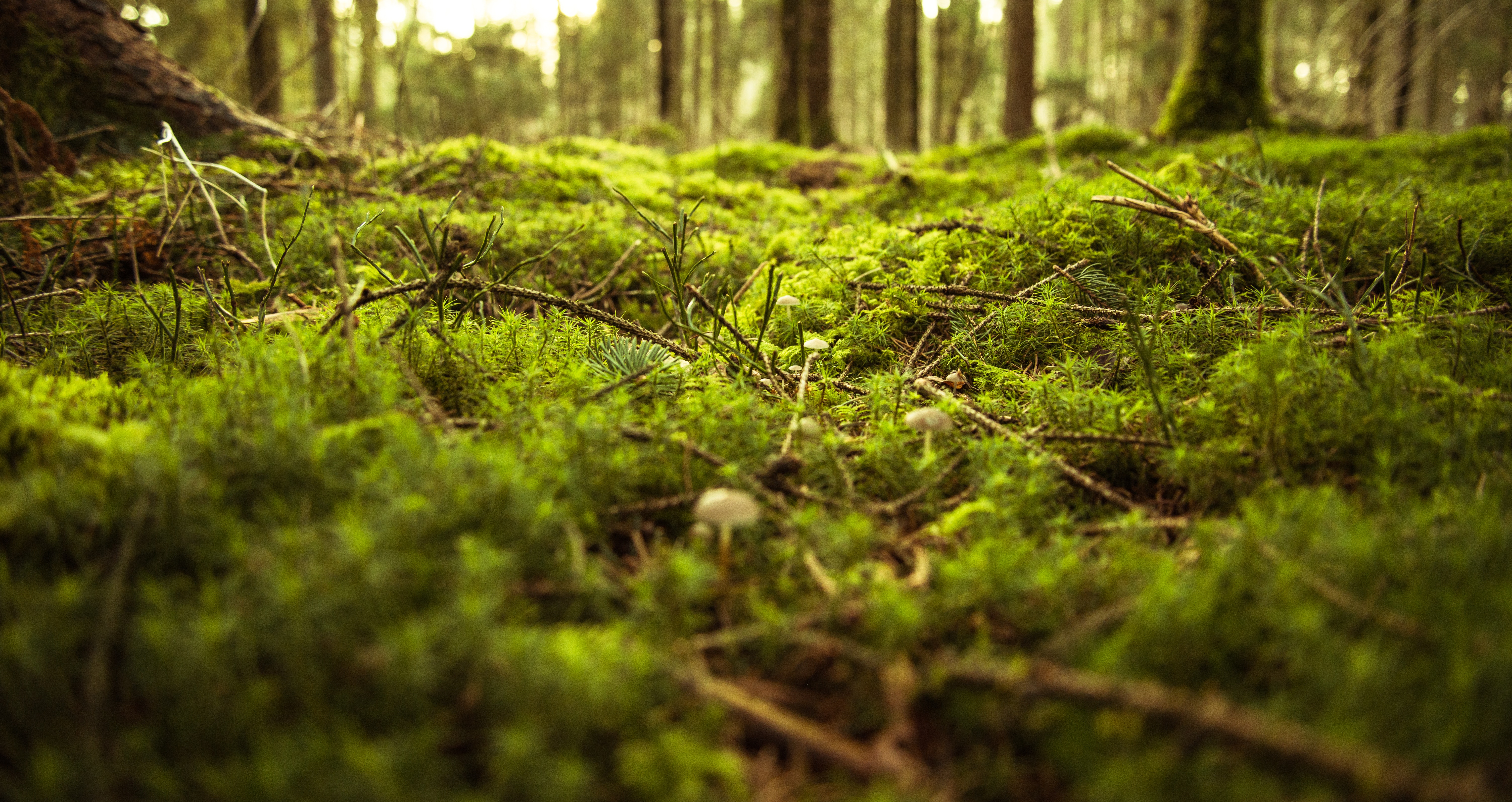 Bild von Wald mit moos-überzogenem Boden